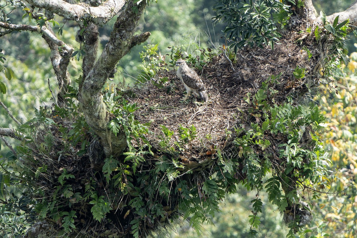 New Guinea Eagle - ML628916509