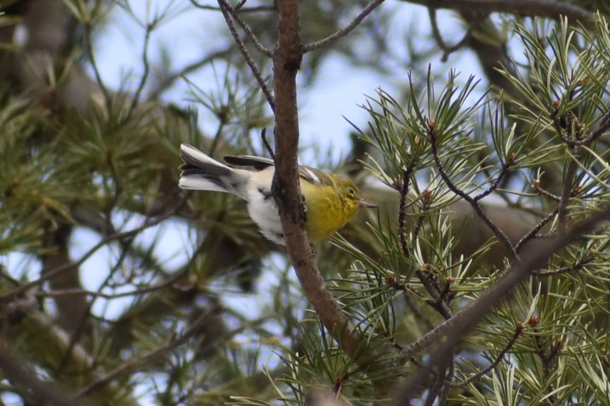 Pine Warbler - ML628916631