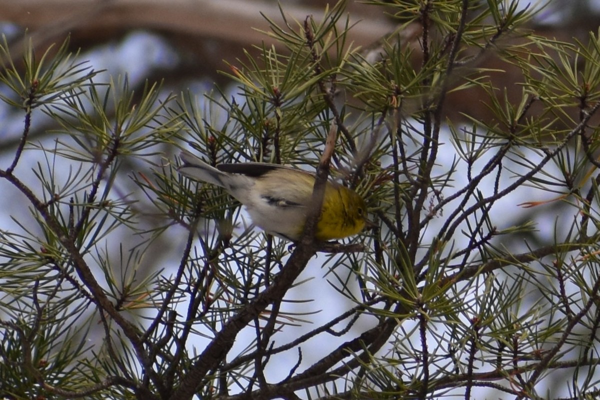 Pine Warbler - ML628916632