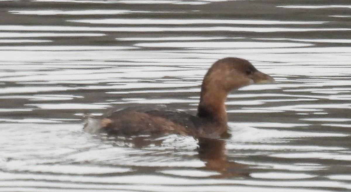 Pied-billed Grebe - ML628916829