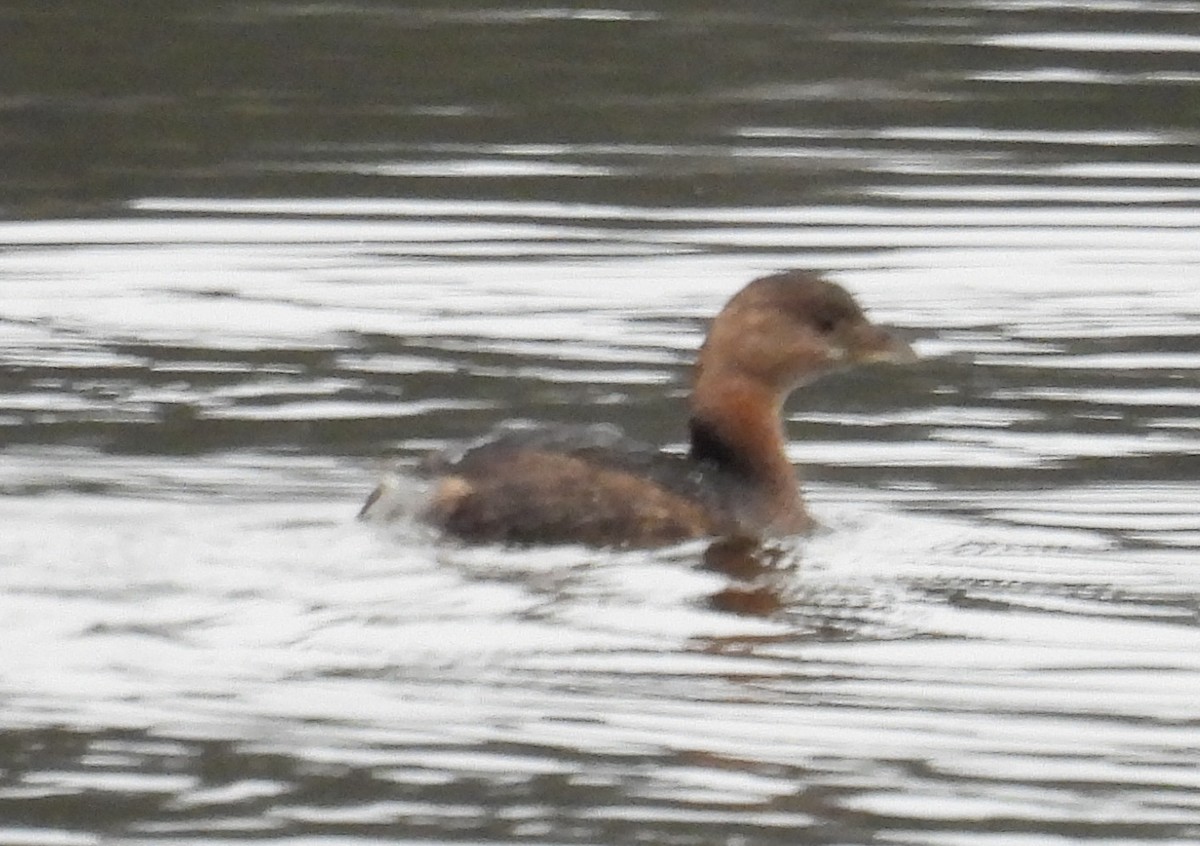Pied-billed Grebe - ML628916830