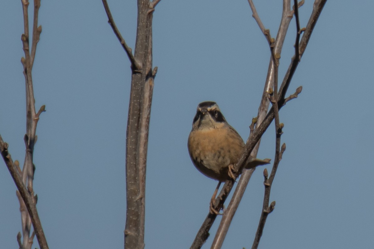 Radde's Accentor (Radde's) - ML628916848