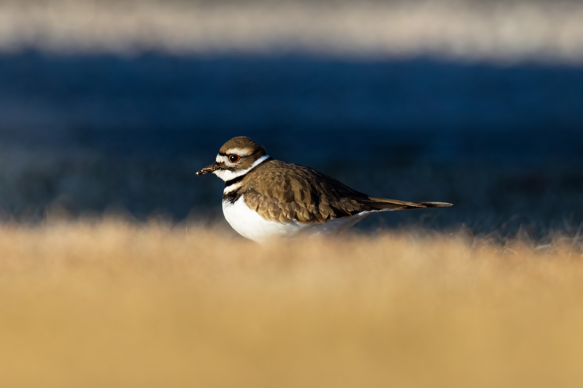 Killdeer - ML628916863