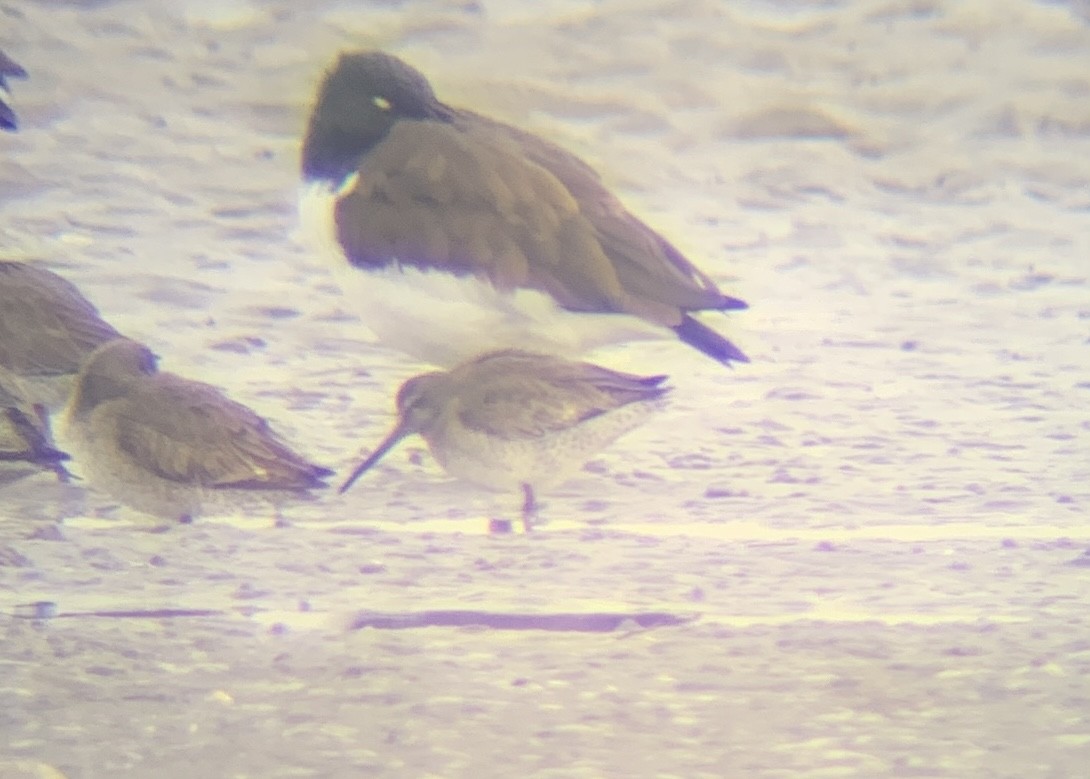 Long-billed Dowitcher - ML628916887