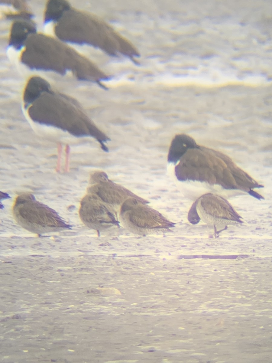 Long-billed Dowitcher - ML628916888