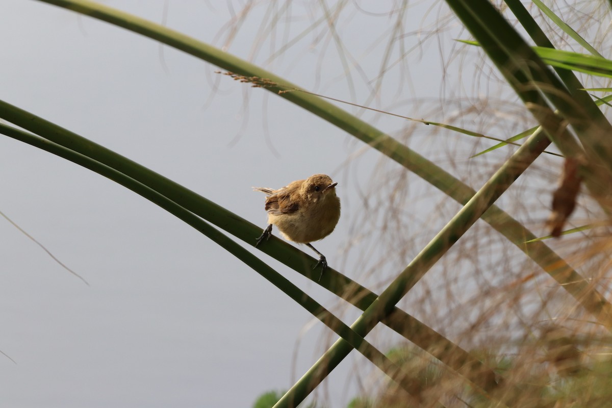 Lesser Swamp Warbler - ML628917056