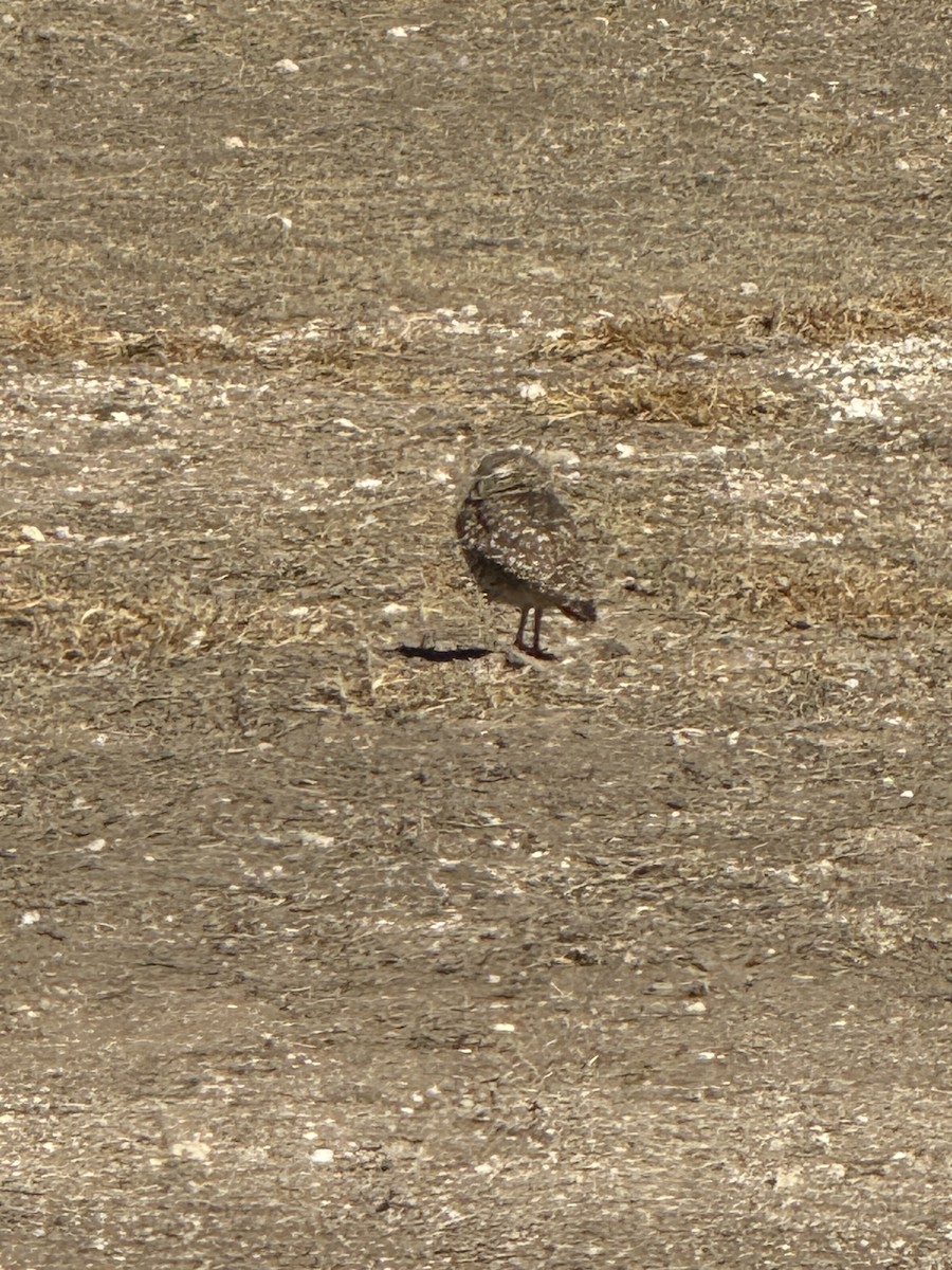 Burrowing Owl - ML628917480