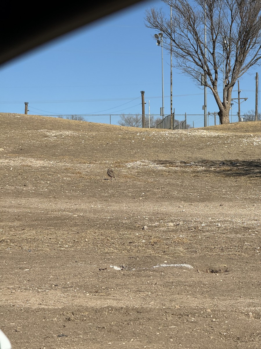 Burrowing Owl - ML628917481