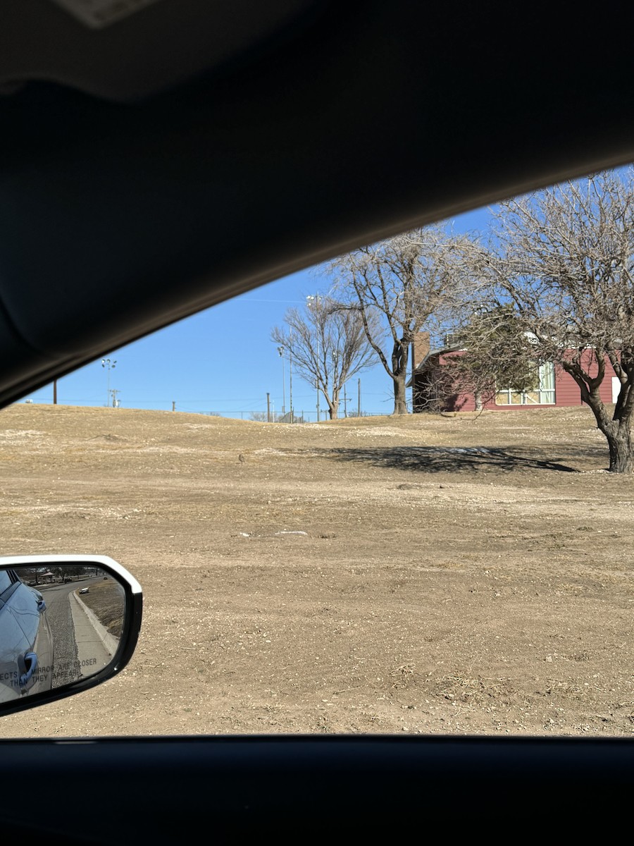 Burrowing Owl - ML628917482