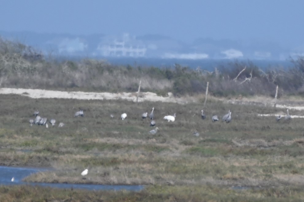 Whooping Crane - ML628917604