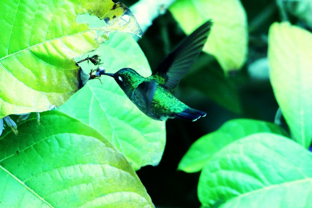 Violet-headed Hummingbird - ML628917752