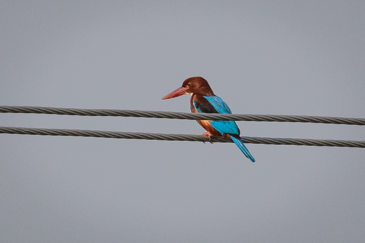 White-throated Kingfisher - ML628917756