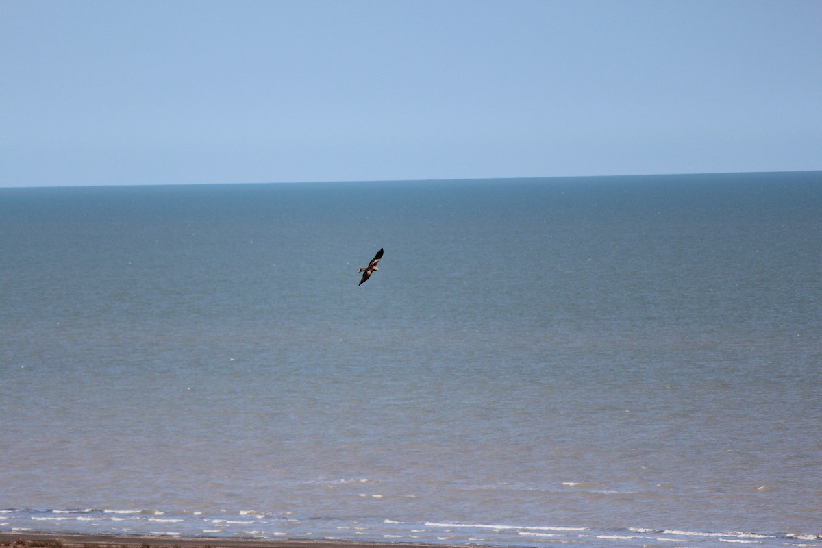 Black Kite - ML628917844