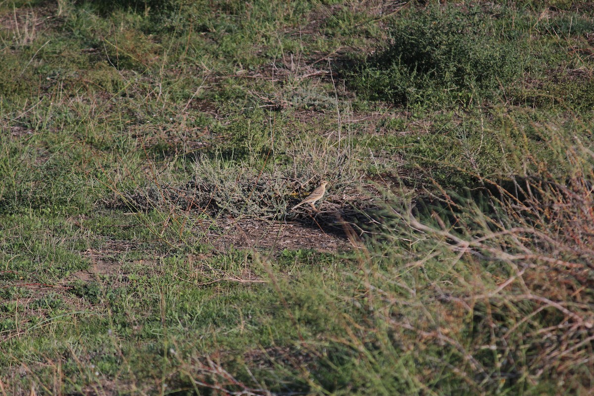 Pipit rousseline - ML628917854
