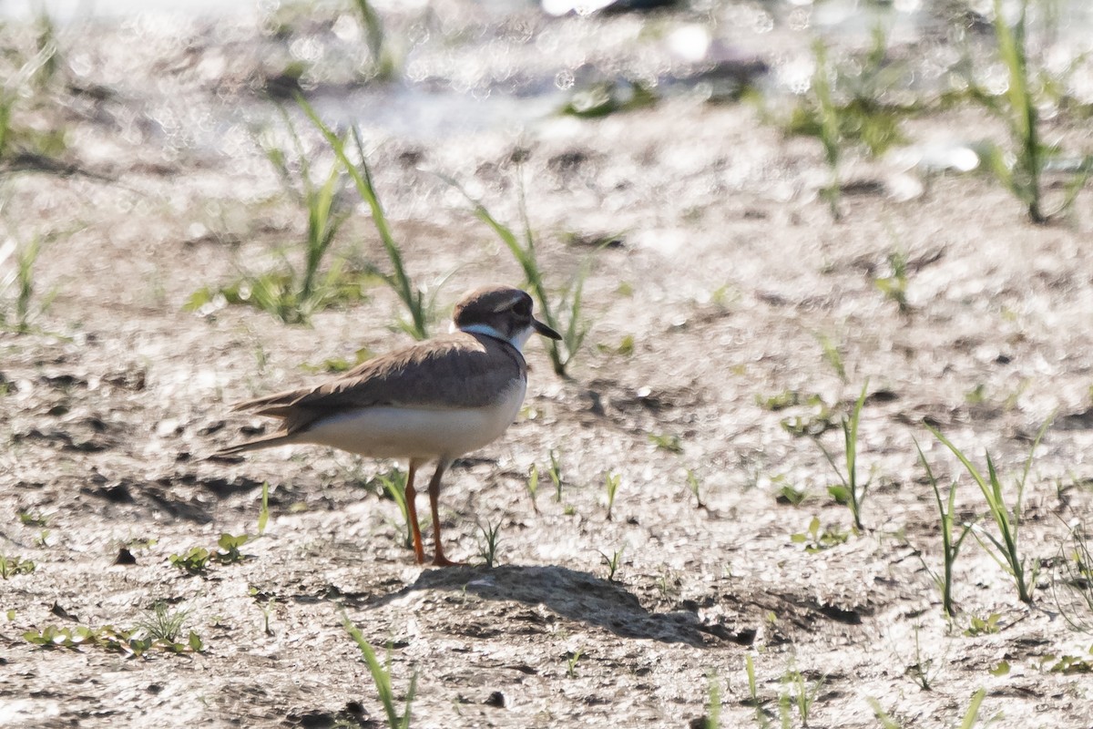 Long-billed Plover - ML628917867