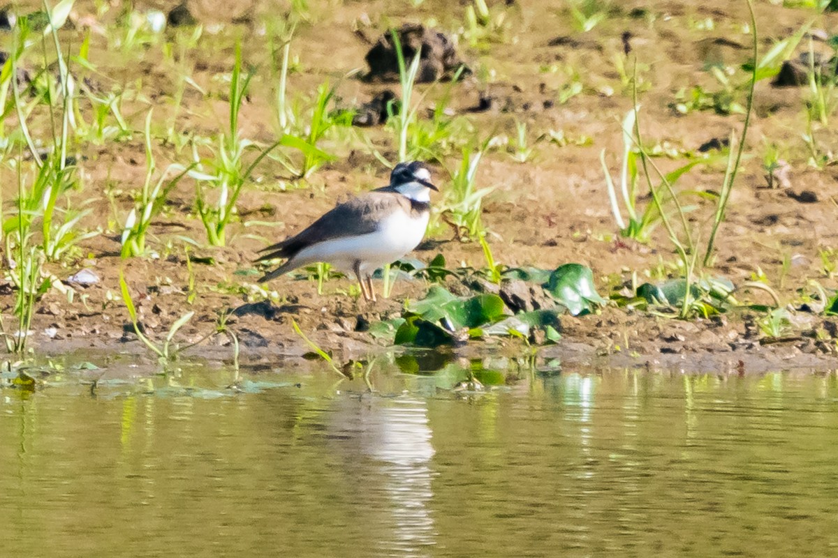 Long-billed Plover - ML628917868