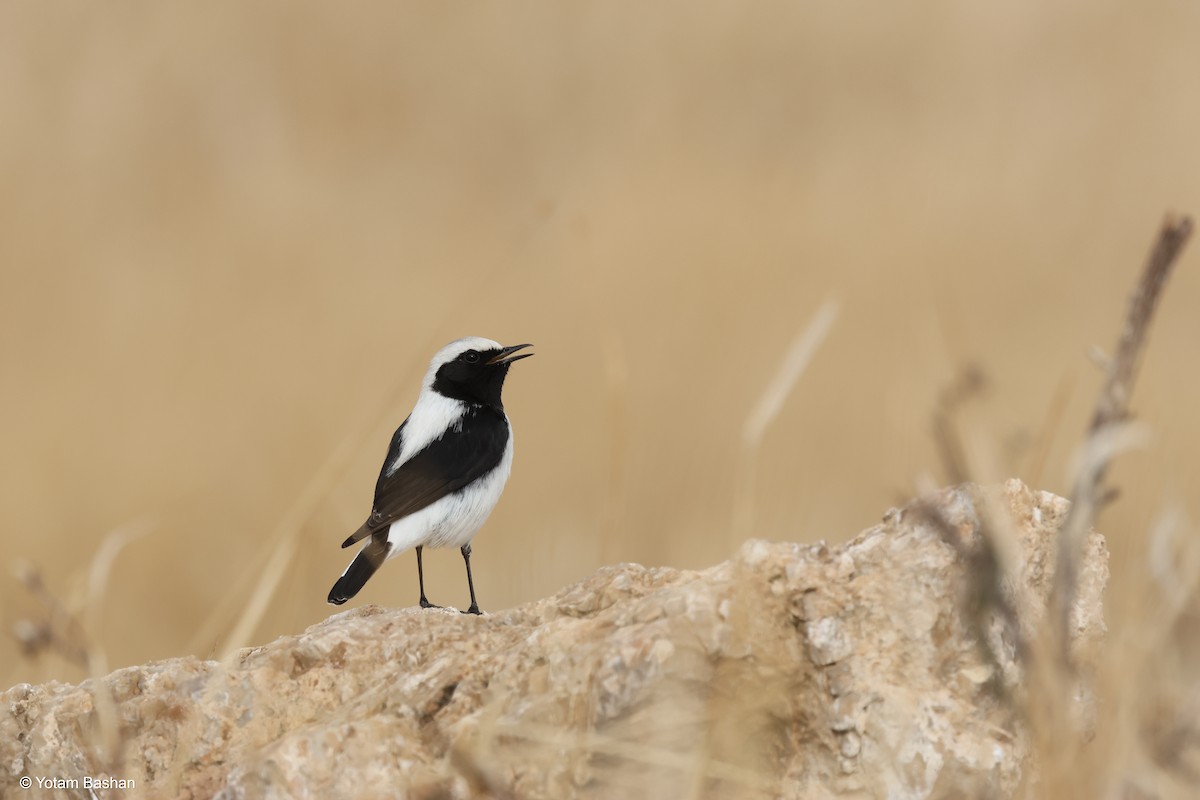 Finsch's Wheatear - ML628917881