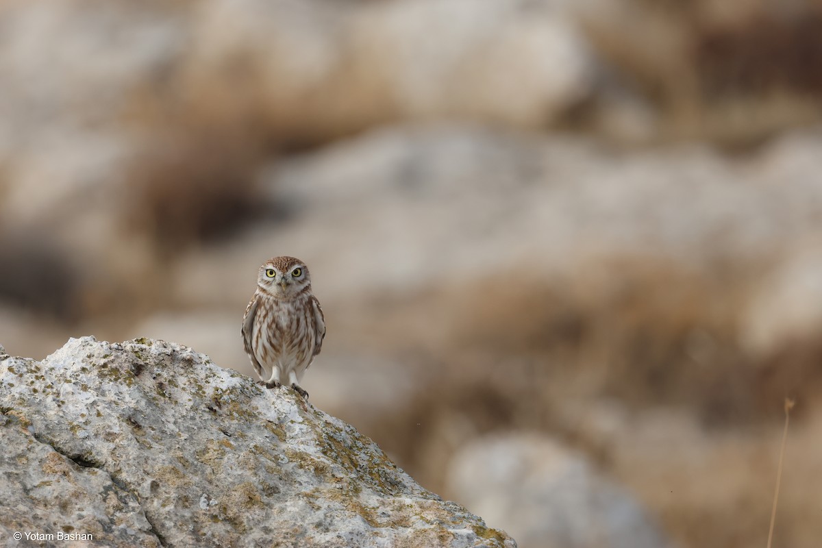 Little Owl - ML628917897
