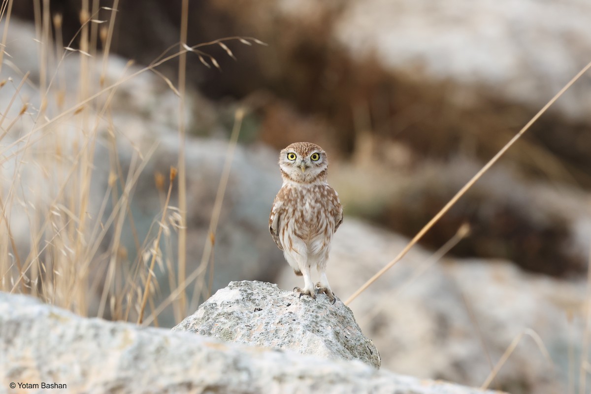 Little Owl - ML628917898