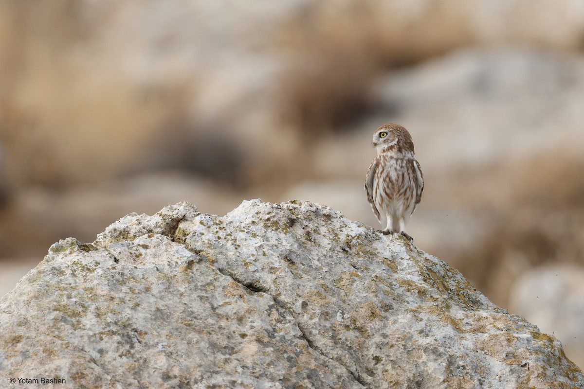 Little Owl - ML628917899