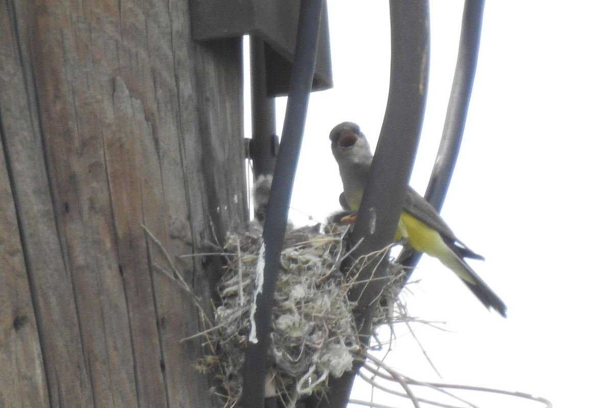 Western Kingbird - ML62891791