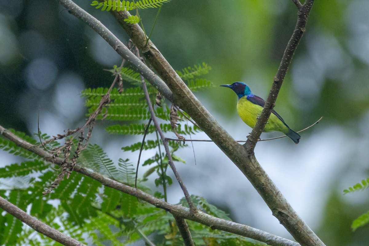 Gray-throated Sunbird - ML628917918