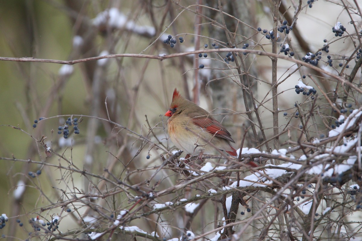 Cardinal rouge - ML628918023