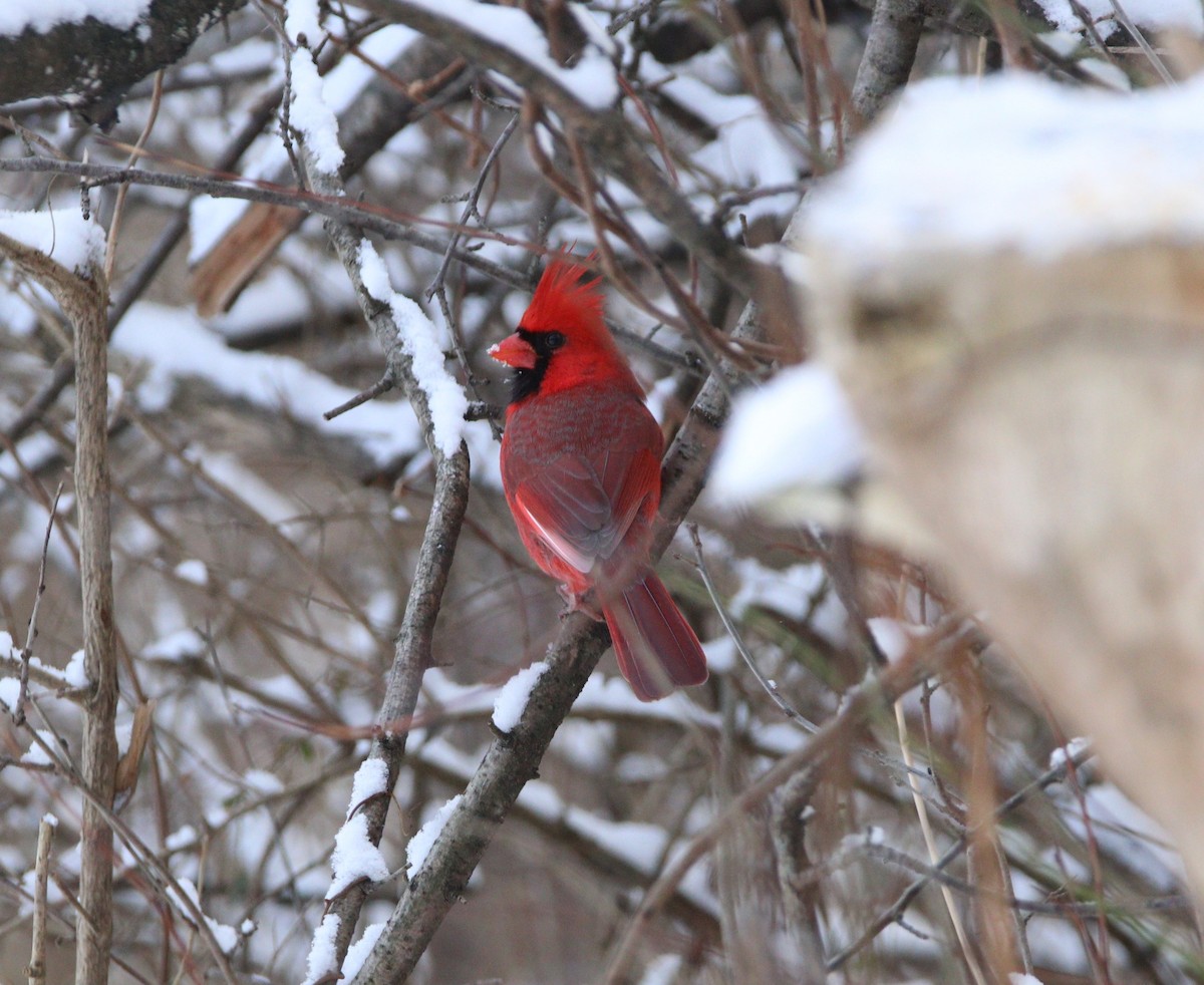 Cardinal rouge - ML628918057