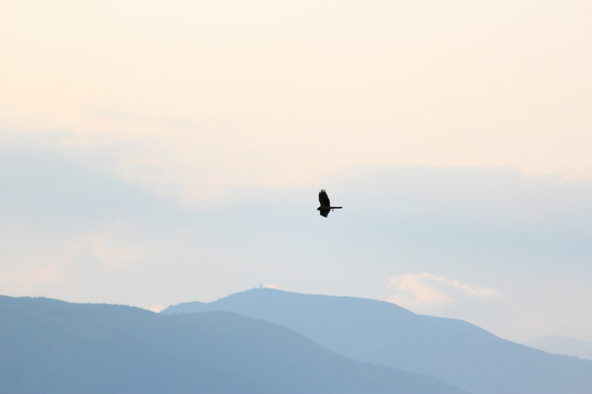 Pallid Harrier - ML628918076