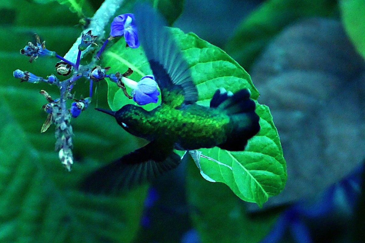 Violet-headed Hummingbird - ML628918084