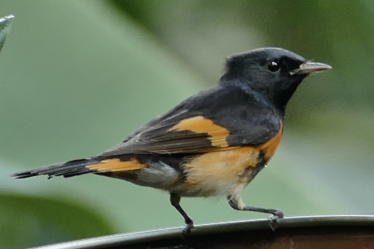 American Redstart - ML628918192