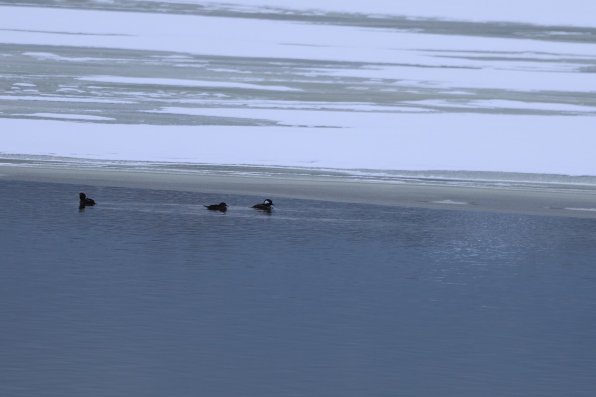 Smergo dal cappuccio - ML628918242