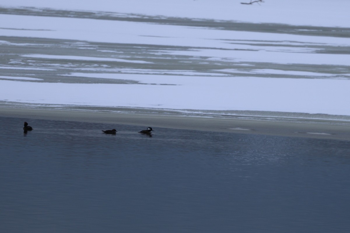 Smergo dal cappuccio - ML628918244