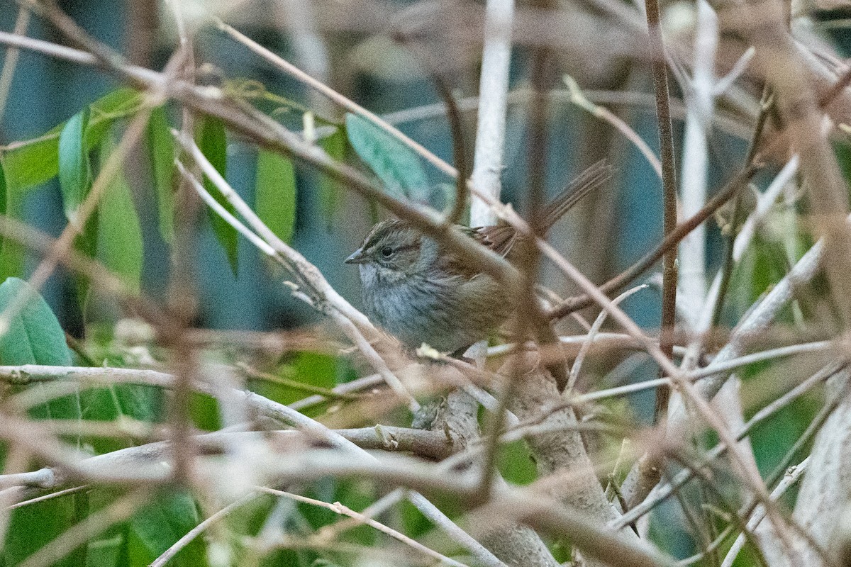 eBird Checklist - 11 Jan 2025 - South Bristol - 11 species