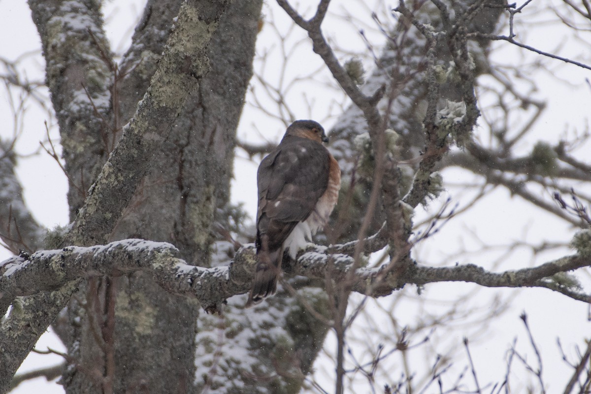 Sharp-shinned Hawk - ML628918500