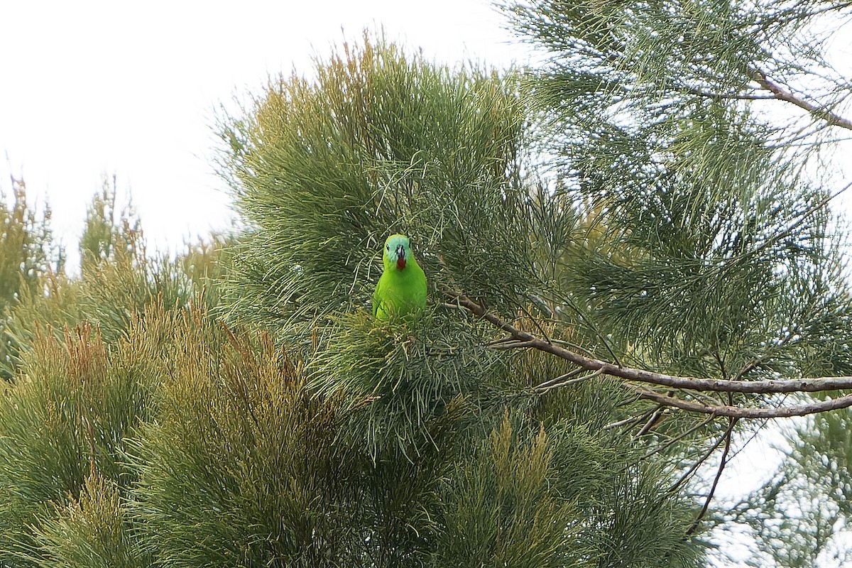 Papuan Hanging-Parrot - ML628918550