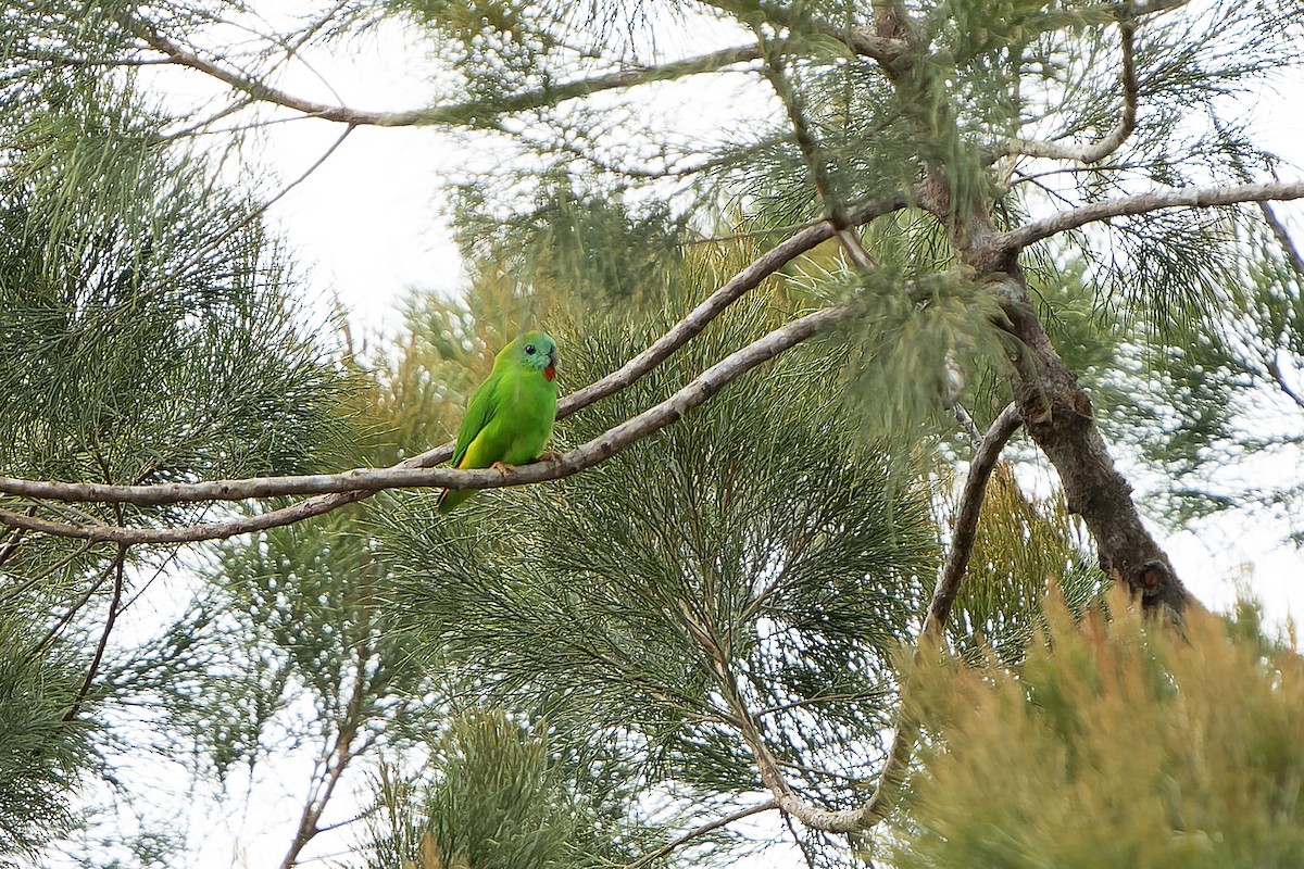 Papuan Hanging-Parrot - ML628918551