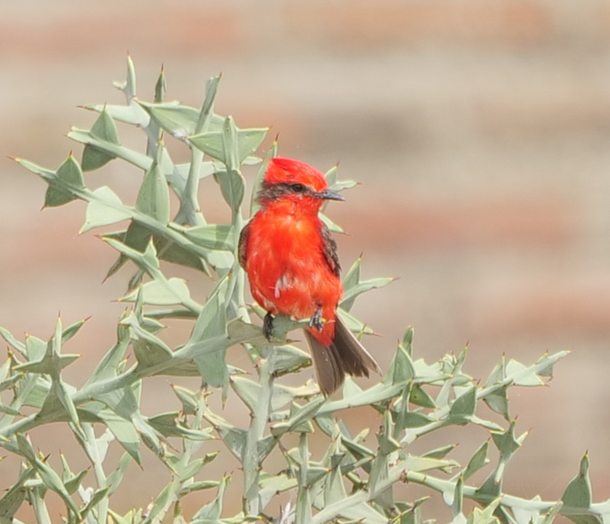 Vermilion Flycatcher (Austral) - ML628918564