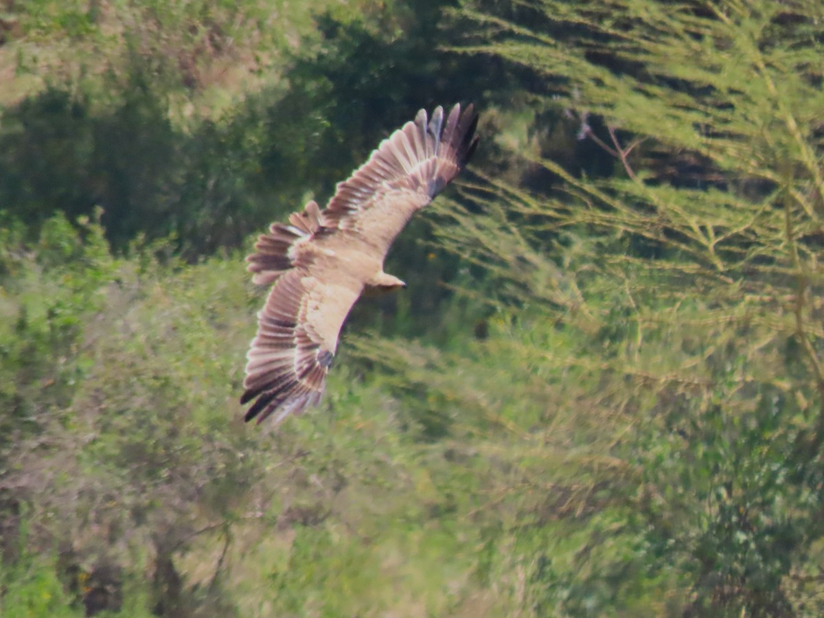 Tawny Eagle - ML628918758