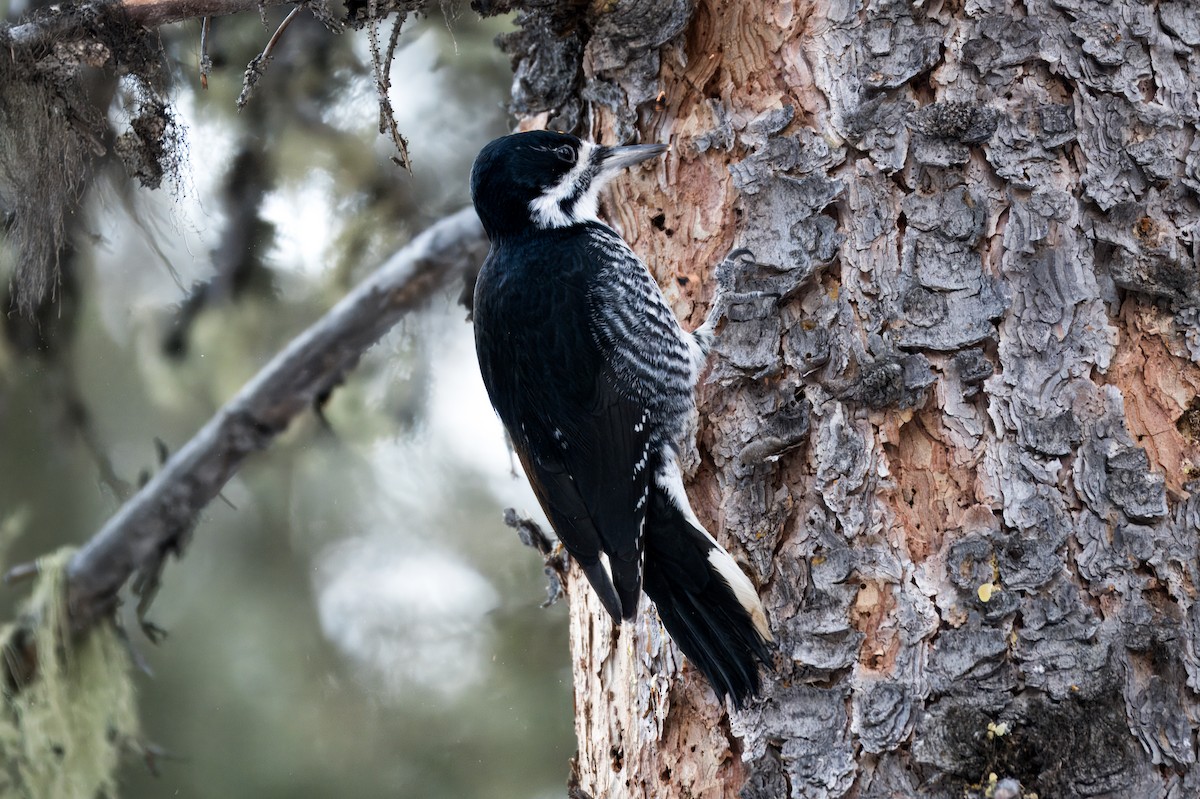 Black-backed Woodpecker - ML628918873