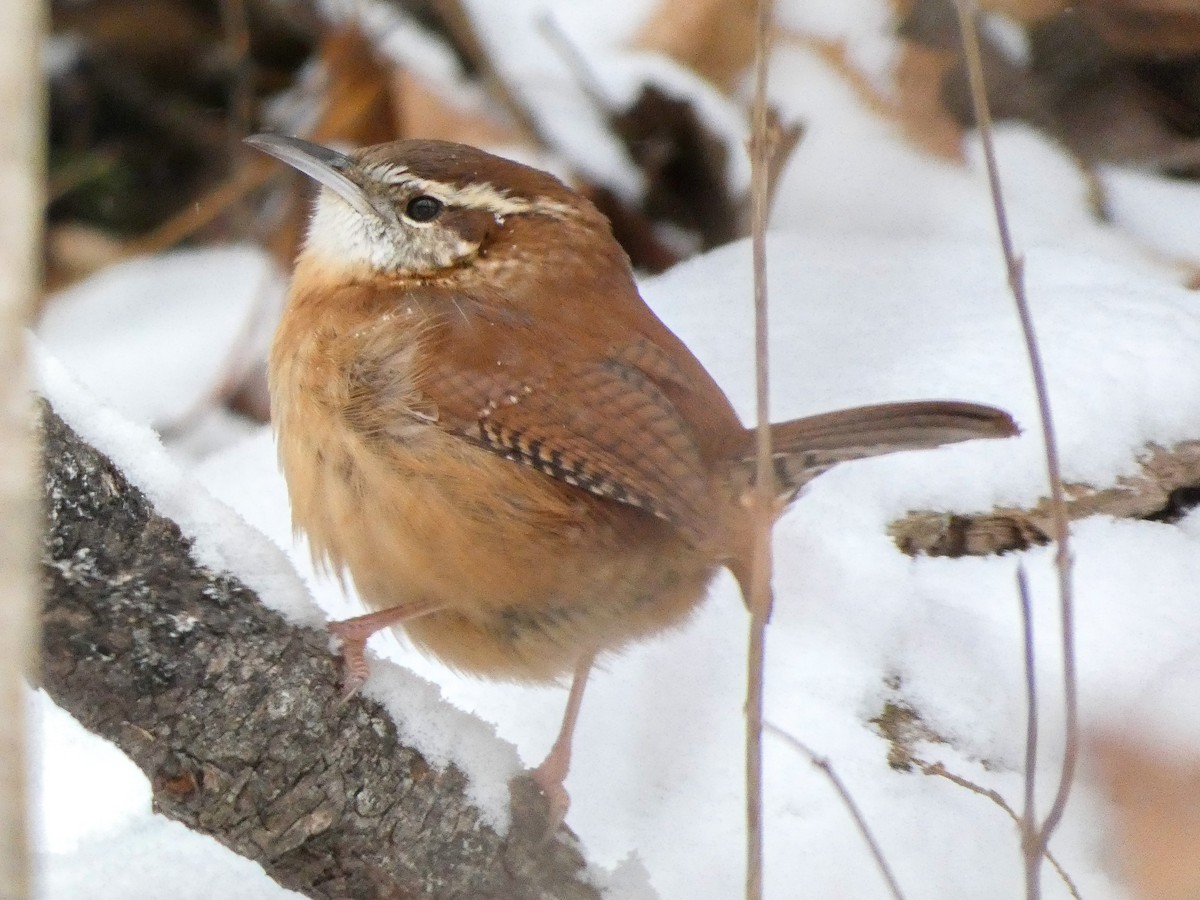 Carolina Wren - ML628918900