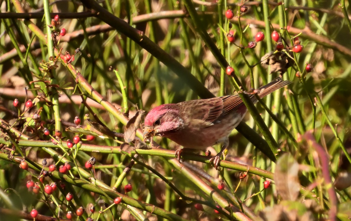 Purple Finch - ML628919208