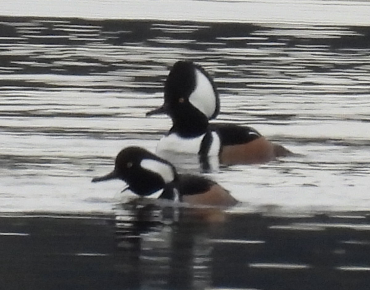 Hooded Merganser - ML628919301