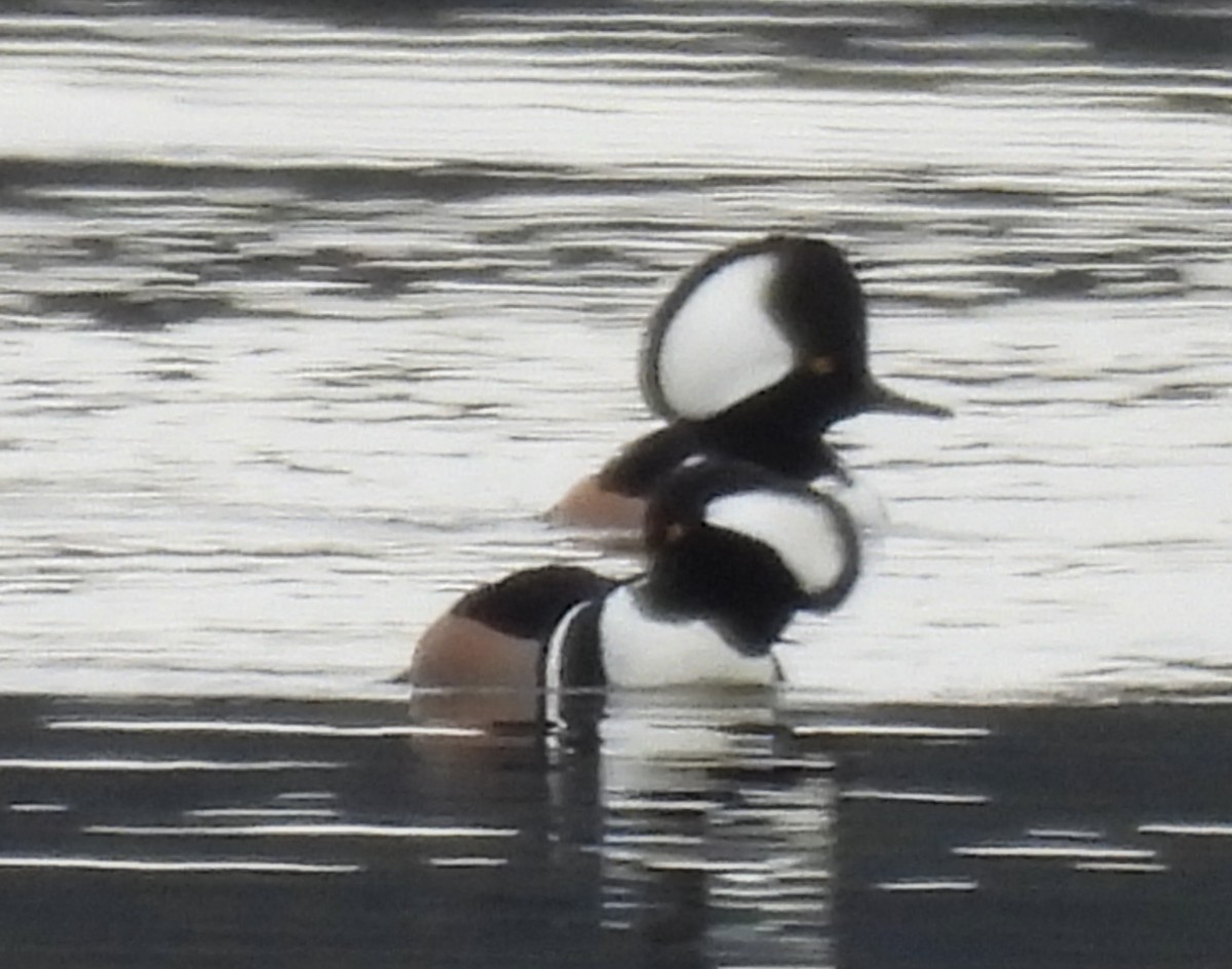 Hooded Merganser - ML628919302