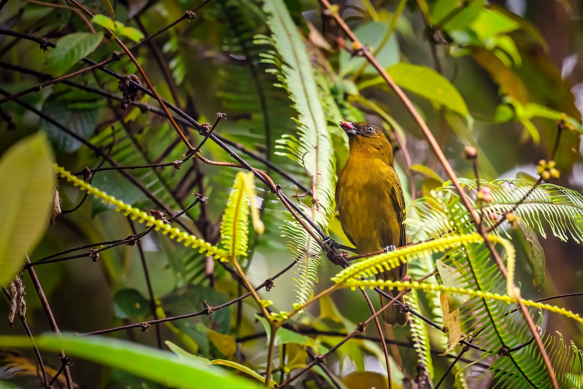 Yellow-green Tanager - ML628919322