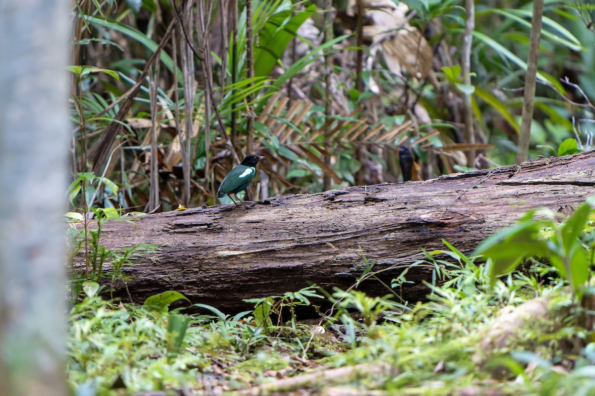 Eastern Hooded Pitta (Papuan) - ML628919429