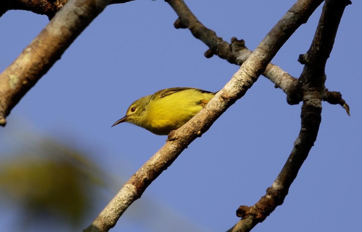 Brown-throated Sunbird - ML628919657