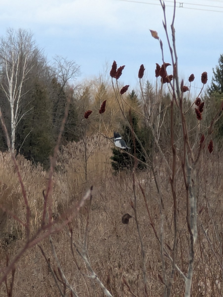 Belted Kingfisher - ML628919772