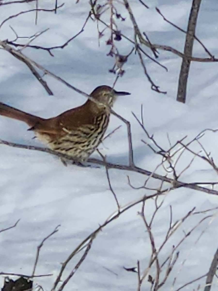 Brown Thrasher - ML628919801