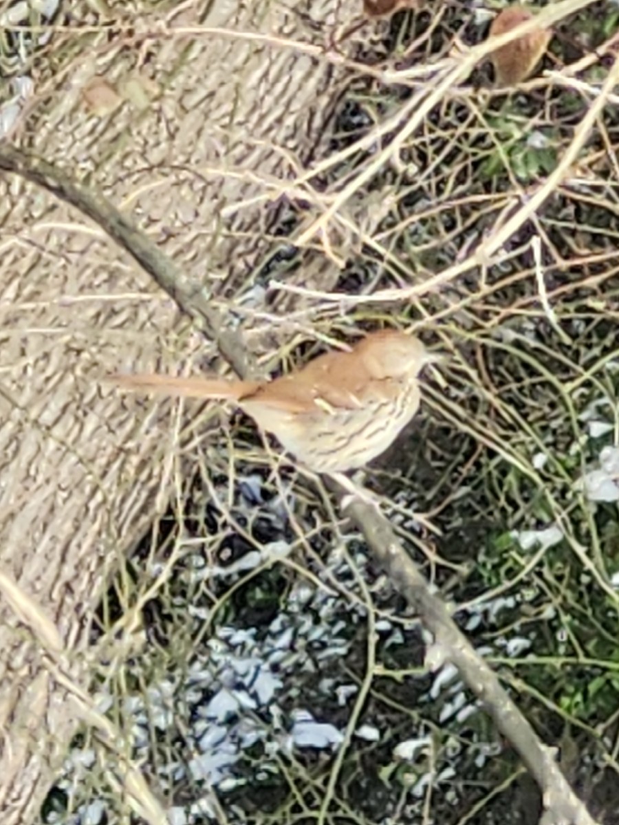 Brown Thrasher - ML628919802